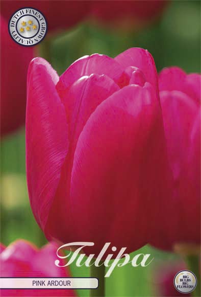 Tulip Triumph Pink Ardor 10-pakning (NY)